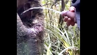 Tree holes are natural Urinal